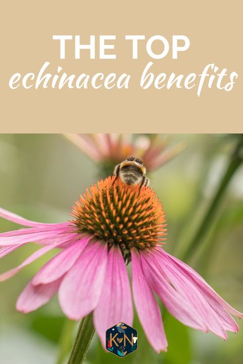 Are you wondering why echinacea is so good for your health? Well, it's because echinacea's benefits are powerful. Find out what they are by reading our blog post. #echinaceabenefits Echinacea Benefits, Laugh More, Astragalus Root, Herbs For Health, Smile More, Good Health, The Energy, You Smile, Blog Post