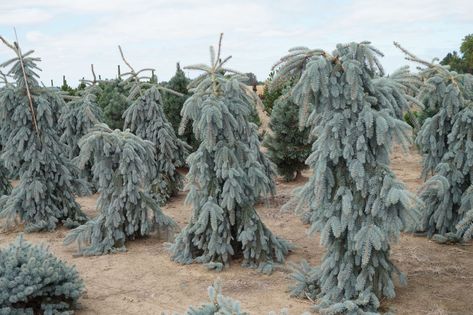 Picea pungens The Blues Spruce Landscaping Ideas, Blue Spruce Landscaping, Weeping Blue Spruce, Spruce Landscaping, Picea Pungens Glauca, Blue Spruce Tree, Weeping Trees, Picea Pungens, Pine Beds