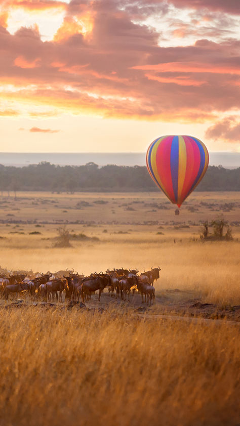 De klassieke safari rondreis Discover Tanzania neemt je mee op safari in een selectie van de mooiste parken van Tanzania. Elk park heeft zijn eigen unieke landschap en dieren, zodat elke dag weer geheel anders is. Tenslotte sluit je je vakantie af met een heerlijk ontspannen strandverblijf. Tanzania Aesthetic, Tanzania Kilimanjaro, Morogoro Tanzania, Africa Aesthetic, Volunteering Abroad, Tanzania Safari, Social Media Consultant, Volunteer Abroad, Masai Mara