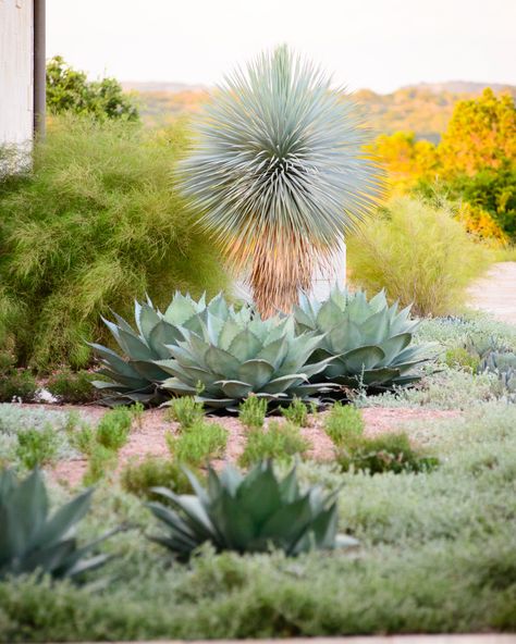 Beautiful Project in Mason, County from a series I did of an Eden Garden Design Project. @eden_garden_design, @chasarchitects @paulaablesinteriors @brianlongcustomhomes  #aiaaustin #austinarchitecture #austindesign #austinarchitects #atxdesign #austinstyle #modernaustin #austingarden #austinphotographer #architecturalphotography Saudi Palace, Austin Texas Landscaping, Texas Landscape Design, Palm Springs Garden, Landscape Sketchbook, Planting Layout, Austin Garden, Texas Landscaping, Backyard Gardens