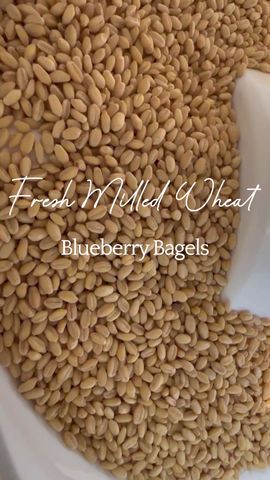 Fresh Milled Flour Bagels, Fresh Milled Bagels, Fresh Milled Recipes, Milling Grains, Wheat Berry Recipes, Blueberry Bagels, Cinnamon Bagels, Mill Flour, Fresh Milled Flour