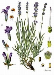 Essential Oil properties reference Munstead Lavender, Lavandula Officinalis, Growing Rosemary, Perennial Vegetables, Earthy Scent, Moon Garden, Attract Butterflies, Lavandula Angustifolia, Bad Things