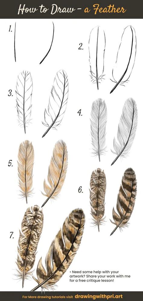 Draw A Feather Step By Step, Feather Drawing Tutorial, Drawing Feathers Step By Step, Feather Drawing Reference, Bird Feathers Drawing, How To Draw Feathers Step By Step, How To Draw A Feather, Simple Feather Drawing, Feather Drawing Simple