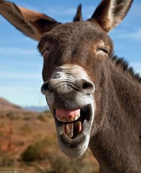 Hilarious Images, Cute Donkey, Sense Of Humour, Vacation Video, Kids Vacation, Easy Food, Donkeys, Hyena, Packing Tips For Vacation