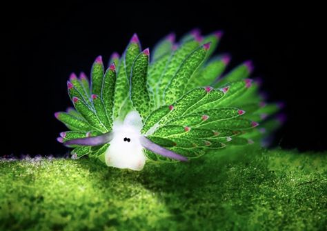 CUTE LITTLE SEA SLUG Glaucus Atlanticus, Cartoon Lamb, Leaf Sheep, Underwater Wallpaper, Sea Cucumber, Sea Slugs, Water Creatures, Sea Snail, Sea Slug