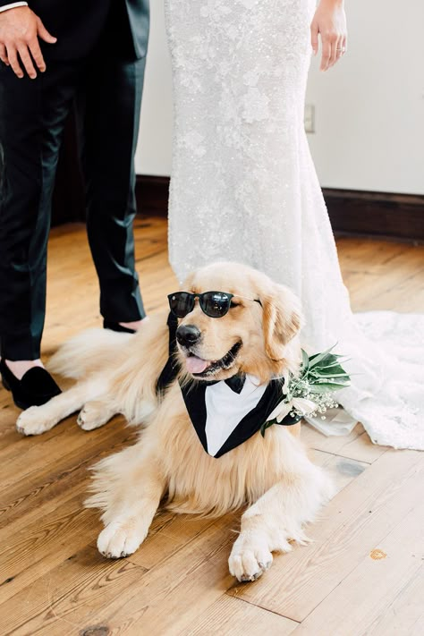 Dogs And Weddings Photo Ideas, Unique Wedding Ideas With Dogs, Dogs Wedding Outfits, Male Dog Wedding Attire, Incorporating Dog Into Wedding, Wedding Including Dog, Save The Date Ideas With Dog, Wedding With Dog Ideas, Wedding Photo With Dog