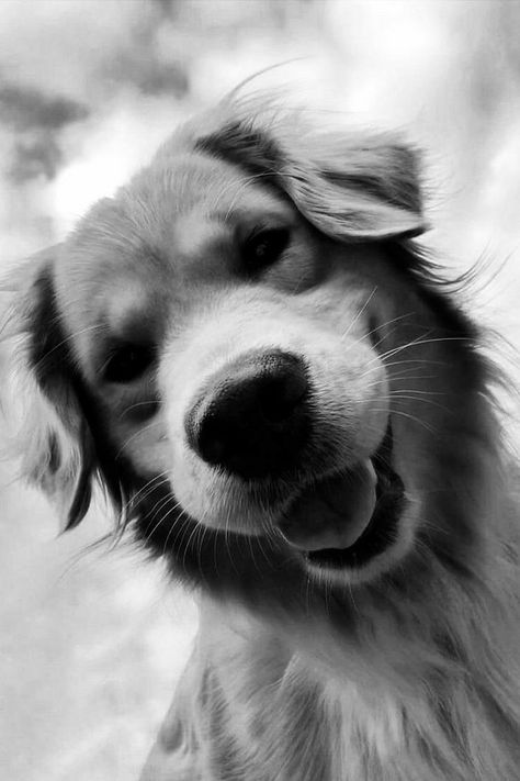 Doggie Quotes, Pet Photography Poses, Dog Photoshoot Pet Photography, Dog Black And White, Dog Photo Ideas, Dog Photography Ideas, Dog Photo Shoot, Pet And Owner, Dog Peeking