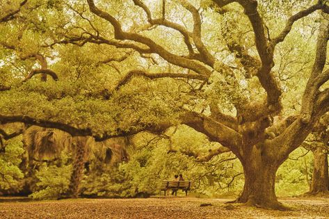 New Orleans, Live Oak Tree in a beautiful park setting. This image is absolutely gorgeous in a larger size printed on metal. Friendship Tree, Friendship Women, One Day To Go, Live Oak Tree, Prayer Group, Live Oak Trees, Tree Photo, Oak Trees, Live Oak