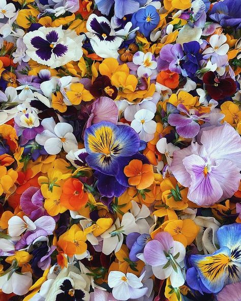 Personal Aesthetic • Instagram Pansy Neville, Pansy Flower Aesthetic, Pansies Aesthetic, Pansy Aesthetic, Clavicus Vile, Flowers Pansies, Viola Flowers, Sea Goat, Viola Flower