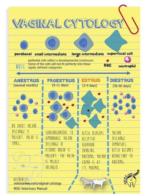 Ear Cytology Veterinary Chart, Vtne Prep Veterinary Technician, Navle Study, Veterinary Cytology, Vet Tech Prep, Veterinary Neurology, Vtne Study, Veterinary Technician Student, Veterinary Medicine Student