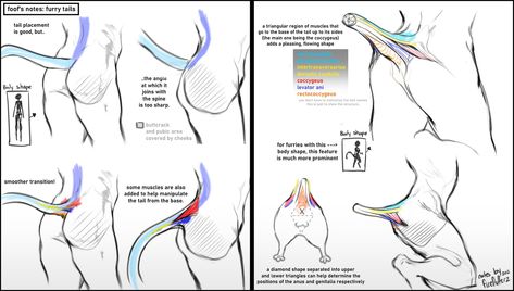 Tail Tutorial, Shape Drawing, Art Advice, Human Anatomy Drawing, Tutorials Drawing, Body Reference Drawing, Concept Art Drawing, Anatomy Drawing, Figure Drawing Reference