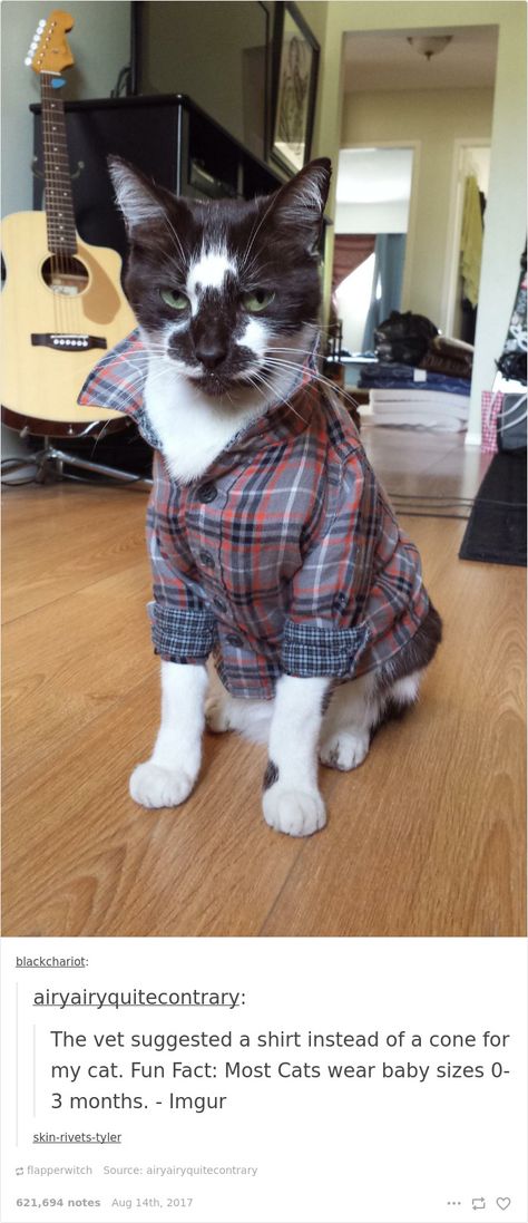 136 Cat Posts On Tumblr That Are Impossible Not To Laugh At Style Boy, Nice Style, Funny Animal Pictures, Crazy Cat Lady, Animal Lovers, Animal Memes, Cute Funny Animals, Cuteness Overload, Crazy Cats