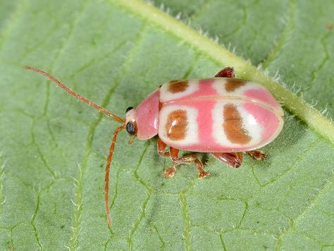 Leaf beetle photographed by Art in Panama on 6th July 2014. Leaf Beetle, Close Up, Green, Pink, White