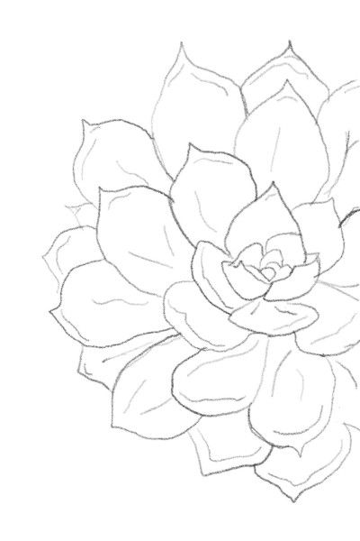 Drawing Of Succulents, Succulent Pencil Drawing, Succulents Drawing Simple, How To Paint A Succulent, Succulent Plant Drawing, How To Draw A Succulent, Paintings Of Succulents, How To Paint Succulents, How To Draw Succulents