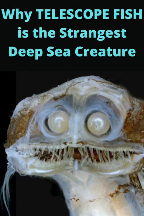 Telescope Fish Telescope Fish, Scary Sea, Scary Sea Creatures, Deep Sea Creature, Deep Sea Creatures, Sea Creature, Deep Sea, The Deep, Sea Creatures