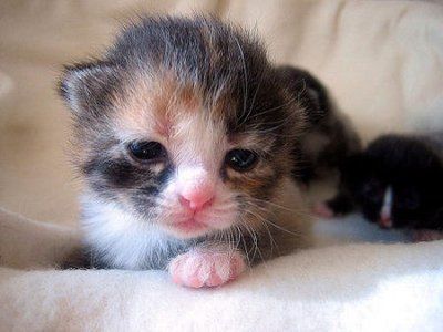 It’s Impossible To View These 25 Seriously Cute Pictures Of Kittens Without Smiling – Kitty Bloger Cat Magic, Newborn Kittens, Kitten Photos, Lovely Animals, Adorable Cats, Kittens And Puppies, Baby Kittens, Baby Animals Funny, Animal Pics