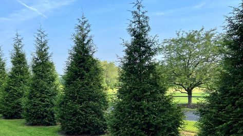 19 Arborvitae Types for Home Landscapes Arborvitae Fence, Arborvitae Landscaping, Arborvitae Tree, Home Landscape, Home Repair, The Row, Trees, Home Repairs