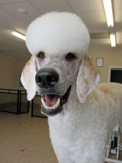 Standard Poodle Haircuts, Giant Poodle, Goldendoodle Grooming, Yorkie Poodle, Grey Poodle, Poodle Haircut, Poodle Cuts, Dog Grooming Shop, Lion Toys