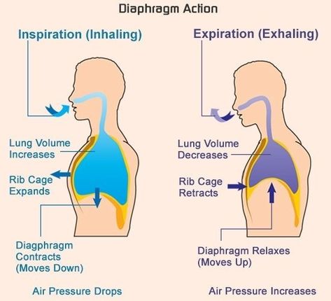 Respiratory Therapy Student, Emt Study, Paramedic School, Basic Anatomy And Physiology, Medical Student Study, Pulmonology, Respiratory Care, Critical Care Nursing, Respiratory Therapy