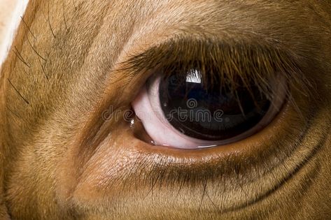 Cow Eyes Drawing, Cow Holstein, Cow Sculpture, Cow Nose, Cow Eyes, Female Cow, Cow Photography, Holstein Cow, Anatomy References