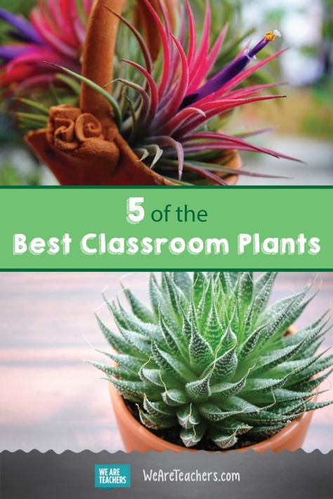 Go green! Here are the 5 best plants for your classroom. Class Plants Ideas, Plants In Classroom Decor, Best Classroom Plants, Classroom Plants To Grow, Plants For Classroom, Plants In Classroom, Classroom Plants, Life Science Classroom, Green Classroom