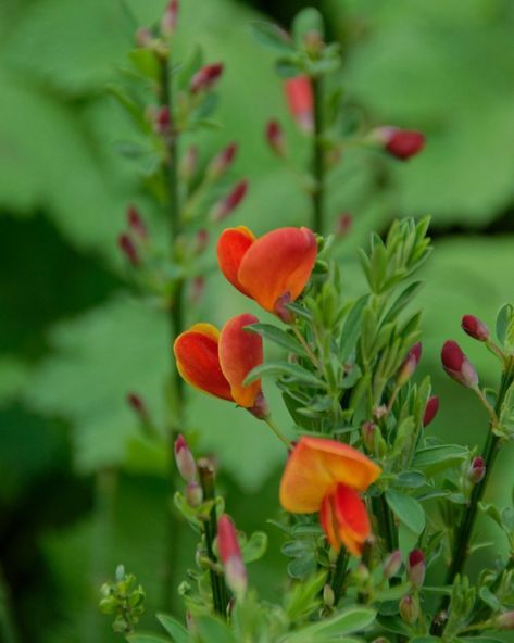 Never seen before, the red broom #broom #plants #instagood Plants, Red, On Instagram, Instagram