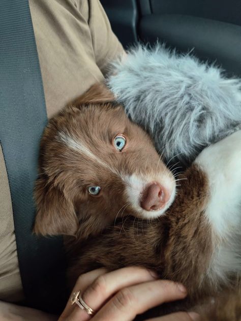 Brown border collie puppy
#puppy #bordercolliepuppy #cutepuppy #blueeyedpuppy Mini Border Collie, Cute Border Collie Puppies, Dogs Blue Eyes, Aussie Collie Puppies, Brown Border Collie Puppy, Brown Australian Shepherd Puppy, Border Collie Puppy Aesthetic, Brown Australian Shepherd, Aesthetic Border Collie