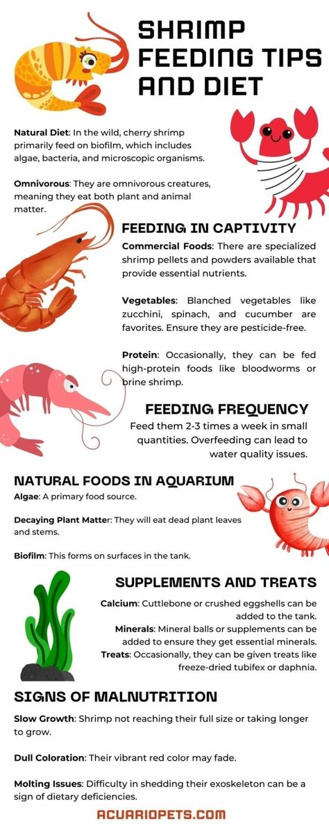 What Do Red Cherry Shrimp Eat In The Wild? – Acuario Pets Aquatic Snails, Pet Shrimp, Goldfish Types, Snail Tank, Tank Terrarium, Red Cherry Shrimp, Aquarium Shrimp, Cherry Shrimp, Fish Tank Terrarium