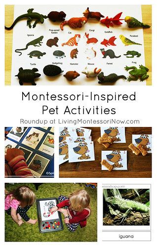 Roundup post with lots of Montessori-inspired ideas for pet care and pet-themed learning activities Preschool Animals, Pet Study, Pet Activities, Educational Activities For Toddlers, Homeschool Montessori, Pet Theme, Pets Preschool Theme, Montessori Practical Life, Preschool Homeschool