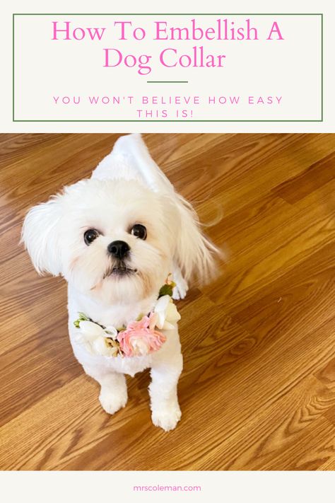 Dog Collar Flower Diy, Dog Collar Flowers, Pretty Dog Collars, Female Dog Collars, Diy Prom, Diy Dog Collar, Collars Diy, Girl Dog Collars, Dog Flower Collar