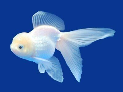 Cute Animal Wallpapers, White Goldfish, Cute Animal Character, Oranda Goldfish, Drawing Fish, Pet Goldfish, Animal Wallpapers, Wallpapers Cute, Animals Drawing