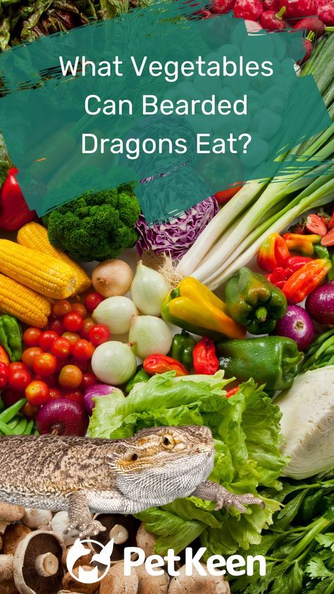 Grean Beans, Dragon Facts, Bearded Dragon Food, Bearded Dragon Diet, Bearded Dragon Cute, Reptile Food, All Vegetables, Bearded Dragon, Health Advice