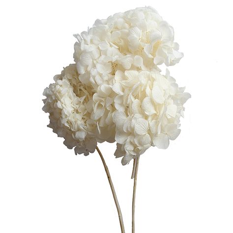 Results for preserved hydrangeas in cream White Vintage Wedding, White Hydrangea Bouquet, Vintage Wedding Ideas, Southern Vintage, White Flower Bouquet, Preserved Hydrangea, Fake Hydrangeas, Hydrangea Bouquet, Vintage Bouquet