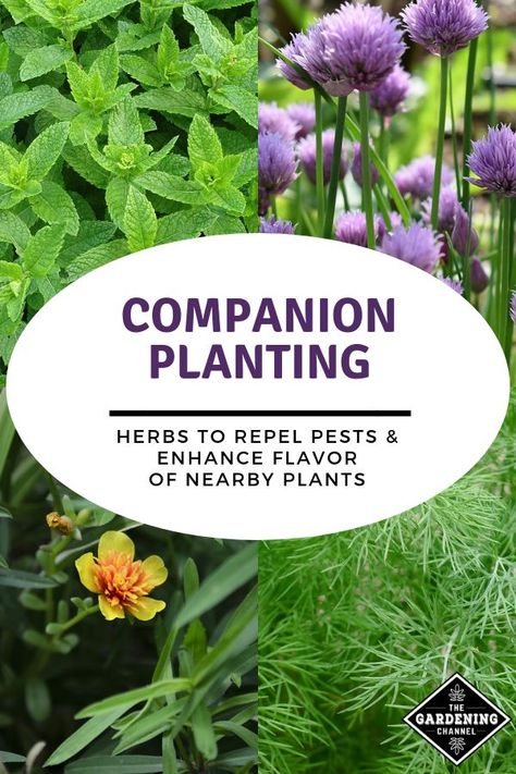 Companion Planting For Pest Control, Planting Herbs In Pots, Companion Planting Herbs, Landscaping Makeover, Garden Education, Heirloom Garden, Companion Planting Guide, Slugs In Garden, Organic Insecticide