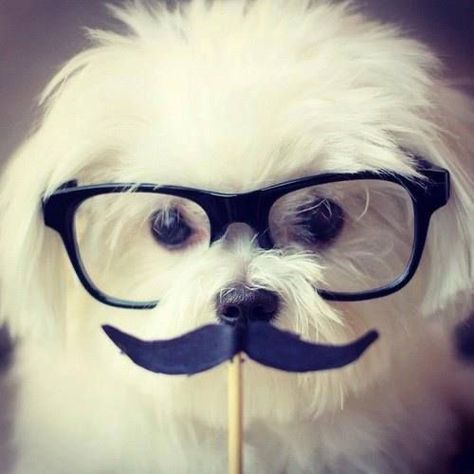 Animals With Glasses, 2010s Nostalgia, 2013 Swag Era, Maltese Dogs, Silly Dogs, Dog Daycare, Silly Animals, Emo Scene, Silly Cats