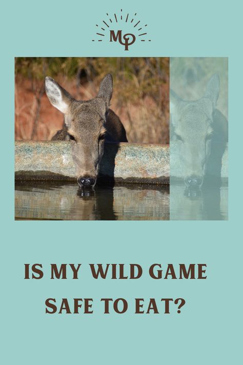 Is My Wild Game Safe to Eat?:: Is my wild game safe to eat? It is important for us to know where our wild game comes from and know the health of the animal. Game Recipes, Wild Game Recipes, Mini Farm, Wild Game, Game Food, Dog Food Recipes, Deer, Health, Dogs