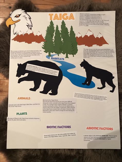 Taiga Biome 6th Grade Project Idea Taiga Biome Project, Taiga Biome, Biome Project, Biomes Project, Boreal Forest, 3rd Grade Classroom, Biome, Wildlife Sanctuary, 6th Grade