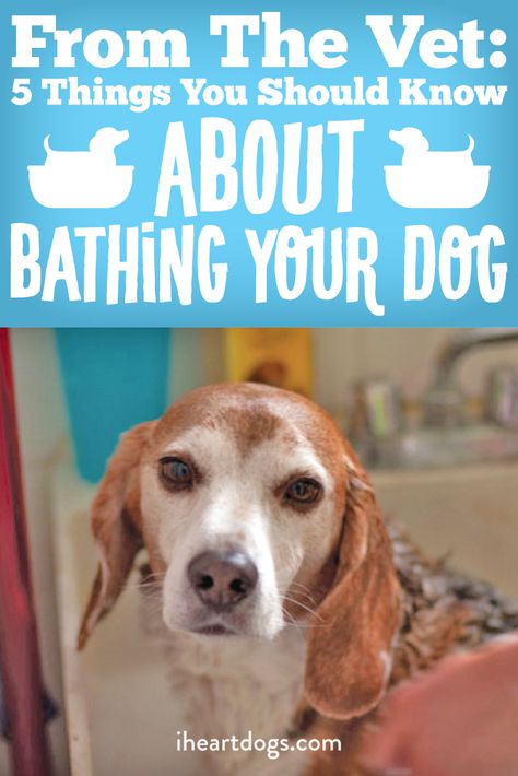 Think you know everything about bathing your dog? Our vet has some pointers! Dog Bathing Tips, Bathing Tips, Dog Training Hand Signals, Dog Bathing, Dog Training Barking, Pointer Puppies, Dog Grooming Tips, Dog Red, Shorthaired Pointer