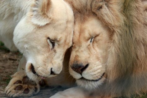 #animals #lions #lion_couple #love #cats #wild_cats #african_cats Lion Aesthetic, White Lions, Beige Aesthetic, Brown Aesthetic, On The Ground, Dragon Age, Narnia, Lion King, Big Cats