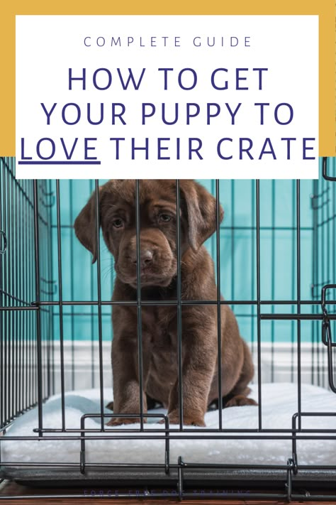 Kennel Training A Puppy, Games For Puppies, Crate Training Puppy Schedule, Dog Crate Training, Dog Training At Home, Puppy Schedule, Crate Training Dog, Crate Train, Money Penny