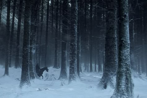 Lorcan Salvaterre, Game Of Thrones Winter, Haunted Forest, Gra O Tron, House Stark, Snowy Forest, Winter Wood, Fantasy Aesthetic, Winter Forest