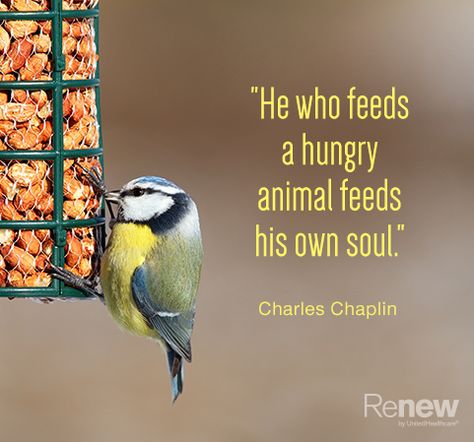 bird on a bird feeder with quote saying He who feeds a hungry animal feeds his own soul. –Charles Chaplin Feed The Birds Quotes, Bird Quotes Funny, Birds Chirping Quotes, Early Bird Quotes, Birds Singing Quotes, Funny Marriage Jokes, Marriage Jokes, Bird Quotes, Save Water