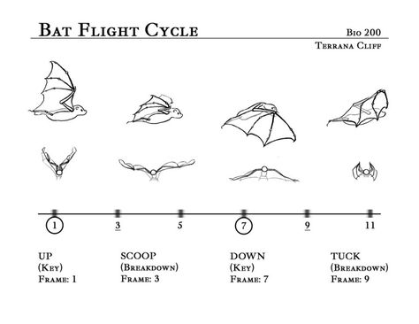 Bat Flight Cycle by rillani Bat Animation, Wing Anatomy, Animation Anime, Drawing Examples, Animation Sketches, Art Animation, Animation Tutorial, Animation Reference, Anatomy Reference