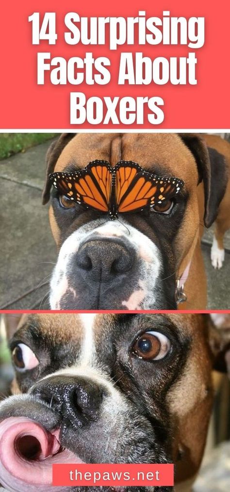 If you are a Boxer Lover, you might think that you know everything about them. But we bet you'll be surprised with these 14 facts. Boxer Memes, Funny Boxer Dogs, Boxer Quotes, Boxer Dog Quotes, Boxer Mix Puppies, Boxer Dogs Facts, Cute Boxer Puppies, Boxer Dog Gifts, Boxer Dogs Funny