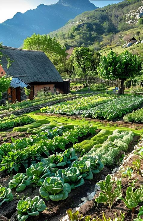 Natural life 💙💕💙 Horticulturist Aesthetic, Crops Farm, Farming Aesthetic, Countryside Lifestyle, Crop Farming, Natural Farming, Farming System, Vegetable Farming, Beach Place