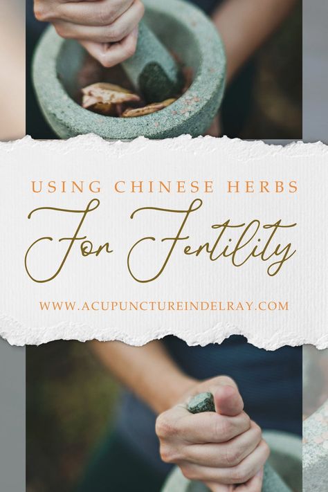 Chinese herbs are in my opinion probably one of the best ways to help adjust your fertility! If you are struggling with infertility and are lookin for something to help you have an impact on your body quite fast, Chinese herbs might be the right thing for you. There are lots of advantages - head over to read for yourself! Best Tea For Fertility, Tcm Fertility, Chinese Fertility, Chinese Herbs For Fertility, Short Luteal Phase, Chinese Medicine For Fertility, Chinese Medicine Fertility, Acupuncture Fertility, Herbs For Fertility