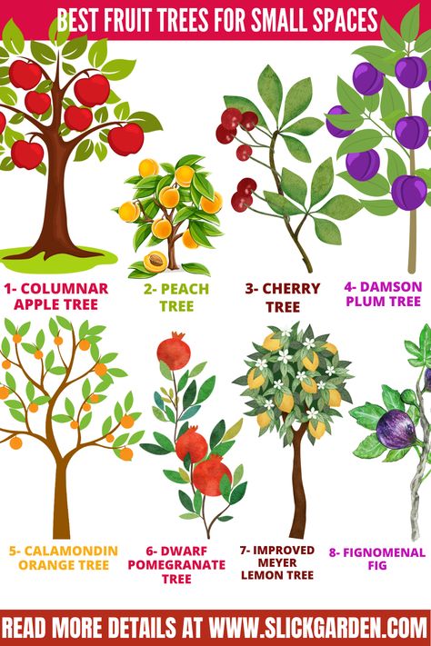 Trees For Small Spaces, Growing Peach Trees, Small Fruit Trees, Fruit Trees Backyard, Fruit Trees In Containers, Fruit Tree Garden, Growing Fruit Trees, Lemon Trees, Budget Garden