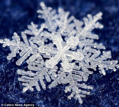 Timofey Cherepanov spends hours taking these incredible macro photographs of  real snowflakes! Real Snowflakes, Macro Pictures, Snowflakes Real, I Love Snow, Snow Crystal, I Love Winter, Ice Crystals, Ice Snow, Winter Love