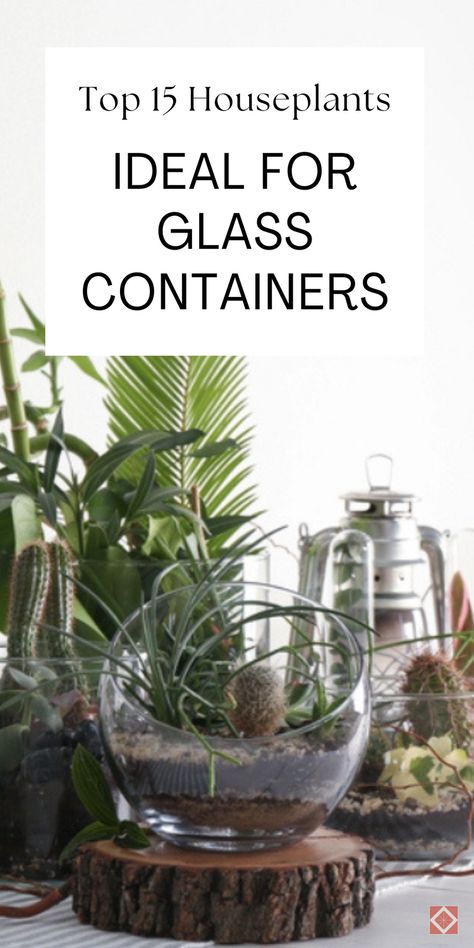 Enhance your home with these beautiful glass container plants. Our top 15 choices are perfect for creating a stunning indoor garden that will impress everyone. Save this pin for the best houseplant ideas for glass containers! Clear Planter Ideas, Plants In Glass Vases, Glass Jar Planters Diy, Orchids In Glass Containers, Glass Bottle Plants Ideas, Glass Pots For Plants, Glass Planter Ideas, Plants In Glass Containers, Plants In Glass Bowl