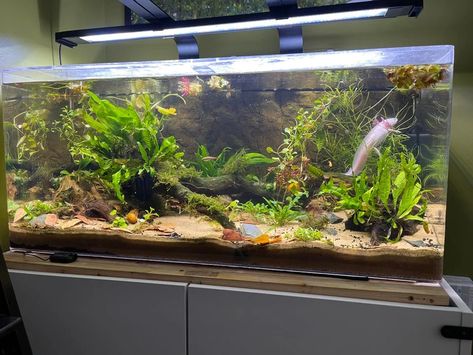 My 40 gallon planted axolotl tank. Today vs 6 months ago : PlantedTank 40 Gallon Freshwater Aquarium Ideas, Bioactive Axolotl Tank, Axolotl Tank Setup Ideas, Axolotl Planted Tank, Axalotal Tank, Axolotl Natural Habitat, Axolotl Tank Decor, Axolotl Tank Set Up, Planted Axolotl Tank